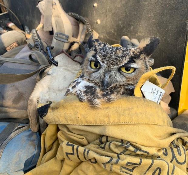 Injured Owl Rescued By Firefighters During Maria Fire Released Back Into Wild 