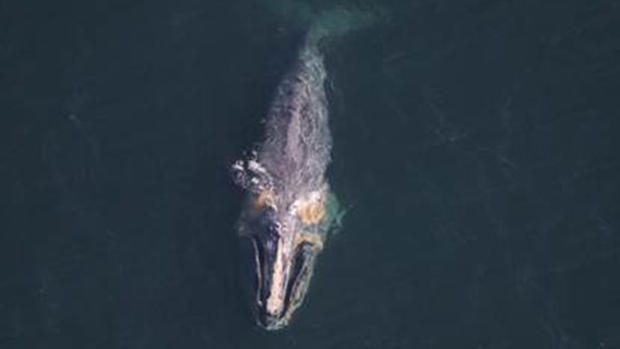 dragon whale 