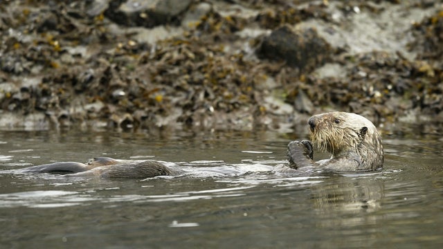 Sea-Otter.jpg 