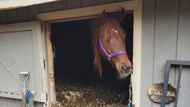 On-the-scene-the-horses-literally-had-to-be-dug-out-of-the-stall-in-which-they-were-trapped-credit-MSPCA-Angell.jpg 
