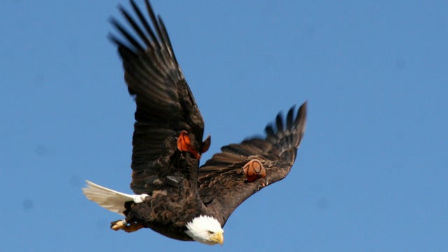Bald-Eagle-.jpg 