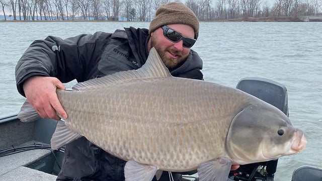 bigmouthbuffalofishlakeerie.jpg 