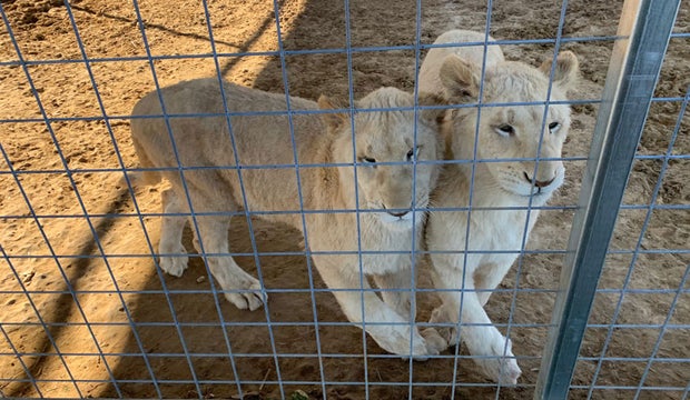 White lion cubs at Sharkarosa Wildlife Ranch 