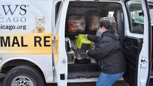 Transport-volunteer-loading-PAWS-Chicago-van.jpg 