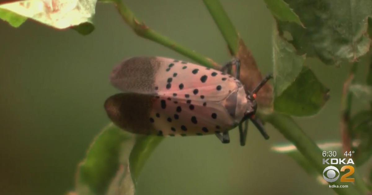 This Is The Worst Pest We've Seen To Date': The Spotted Lanternfly