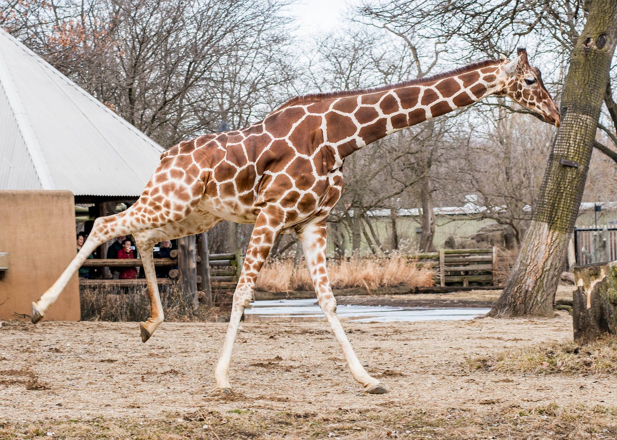 Brookfield Zoo Giraffes Enjoy Outdoor Habitat For The First Time This Year CBS Chicago