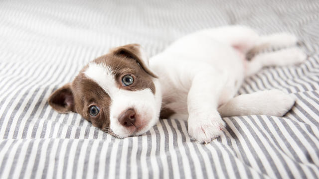 Puppy_Terrier_shutterstock_301891139.jpg 