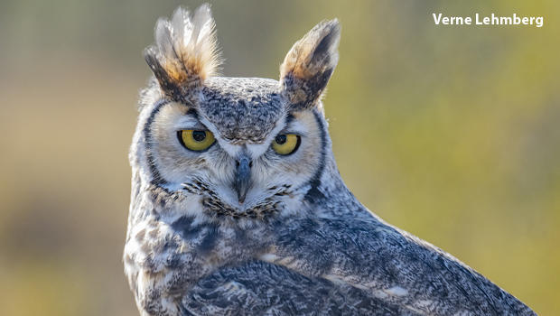 great-horned-owl-head-verne-lehmberg-620.jpg 