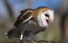 barn-owl-calling-verne-lehmberg-promo.jpg 