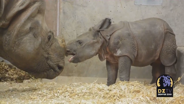 DENVER-ZOO-BABY-RHINO-12VO.Consolidated.01_frame_697.png 