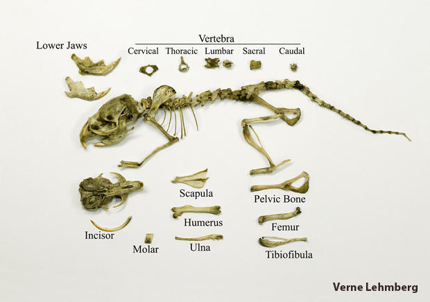 vole-skeleton-rearticulated-verne-lehmberg-620.jpg 