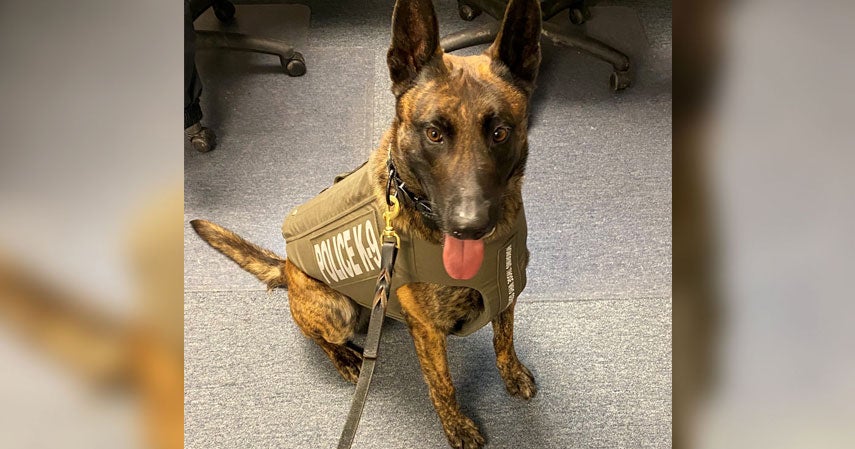 Wilmer Police Department K9 Receives LifeSaving Body Armor CBS Texas