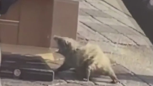 opossum-hollywood.jpg 