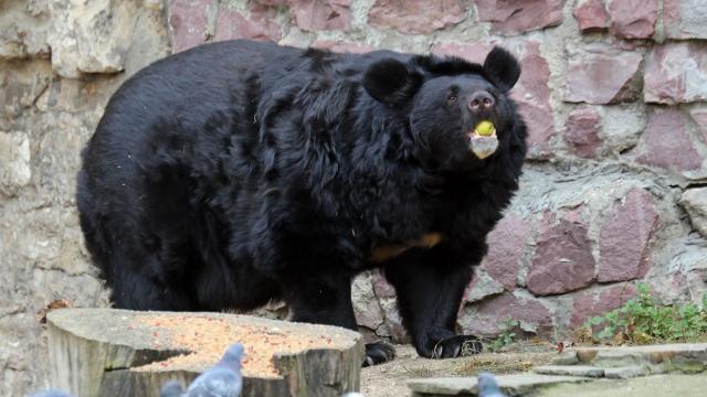 brown-bear-with-chum-salmon-sherri-obrien-promo.jpg 