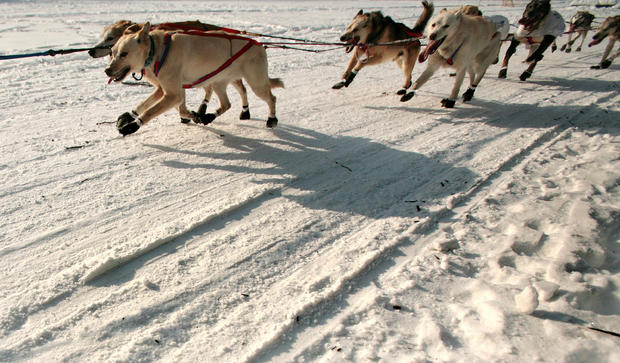 A sled dog team heads down a trail outsi 