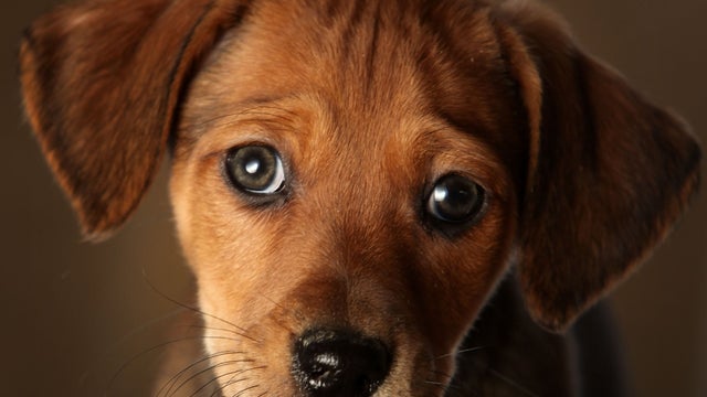 animal-puppy-2.jpg 