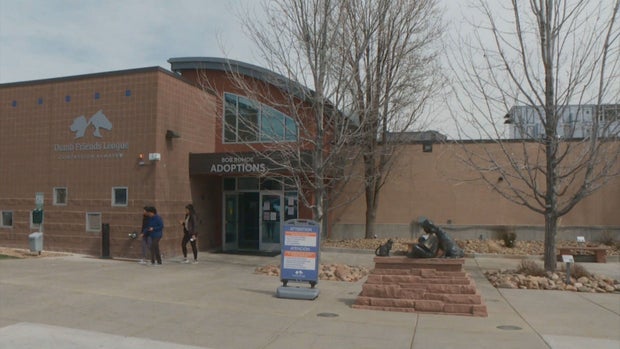 PET ADOPTIONS 5PKG.transfer_frame_313 