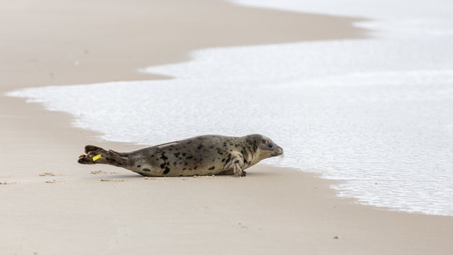 20200317SealRelease128.jpg 