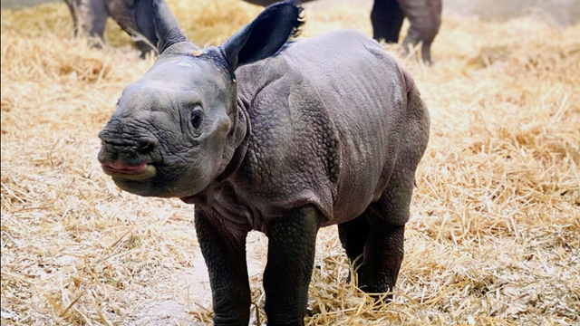Baby-Rhino-3-20-20-2.png 