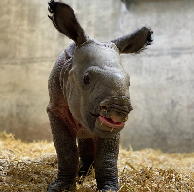 Denver Zoo Baby Rhino 