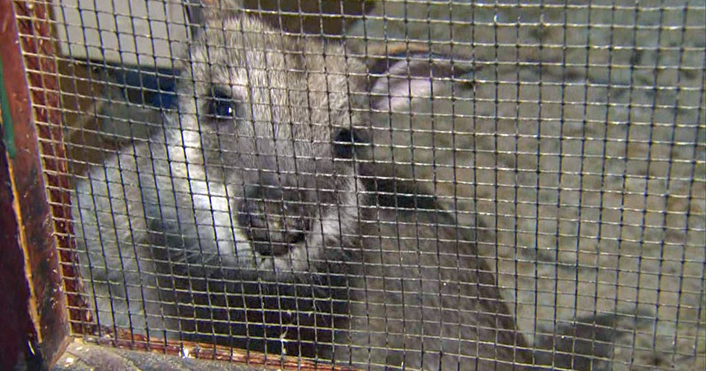 Coronavirus Distancing Puts Bolton Exotic Animal Rescue In Dire Straits - CBS Boston Coronavirus Distancing Puts Bolton Exotic Animal Rescue In Dire Straits - CBS Boston