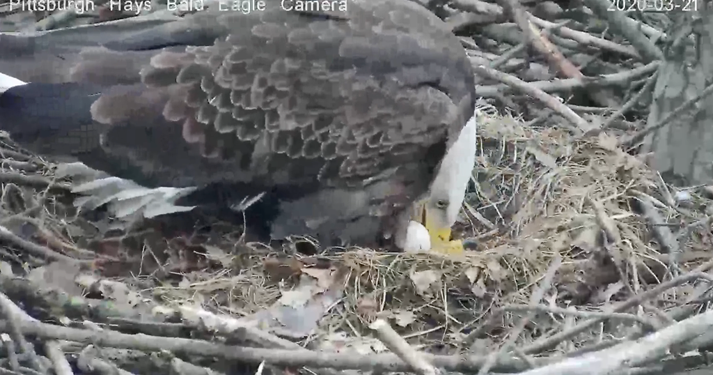 First Egg In Hays Bald Eagle Nest Hatches - CBS Pittsburgh