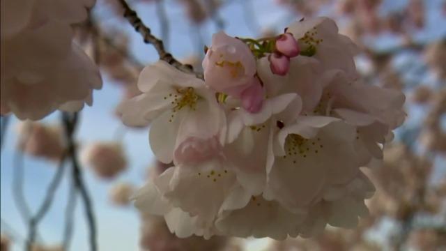 cbsn-fusion-nature-cherry-blossoms-thumbnail-459929-640x360.jpg 