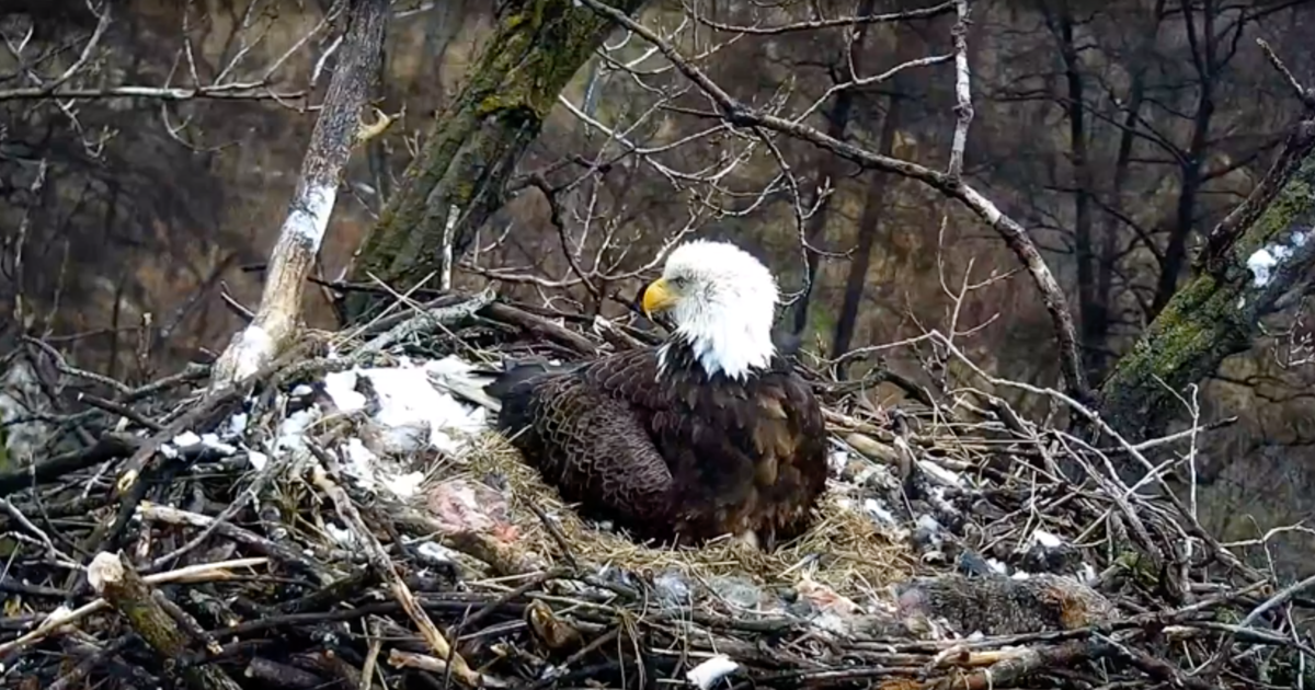 Minnesota DNR: All Three Eggs Laid On EagleCam Hatch - CBS Minnesota