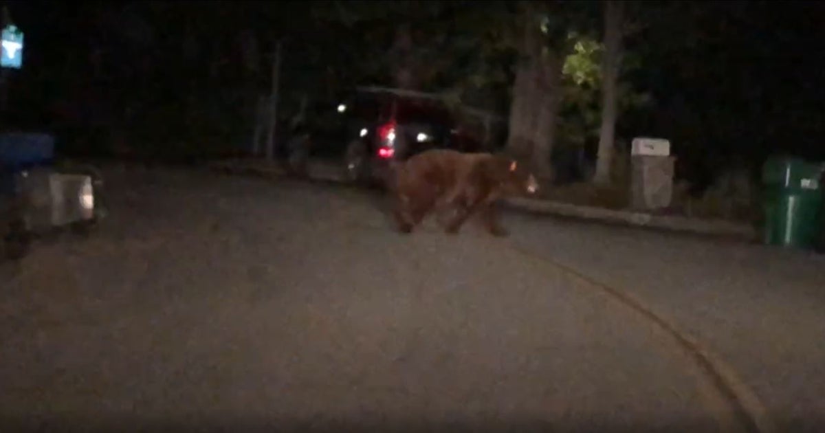 Large Bear Roams Arcadia Neighborhood CBS Los Angeles