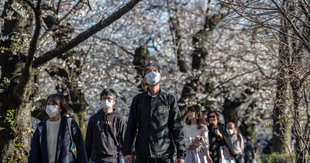 Cherry blossom season in Japan had its earliest peak in 1,200 years