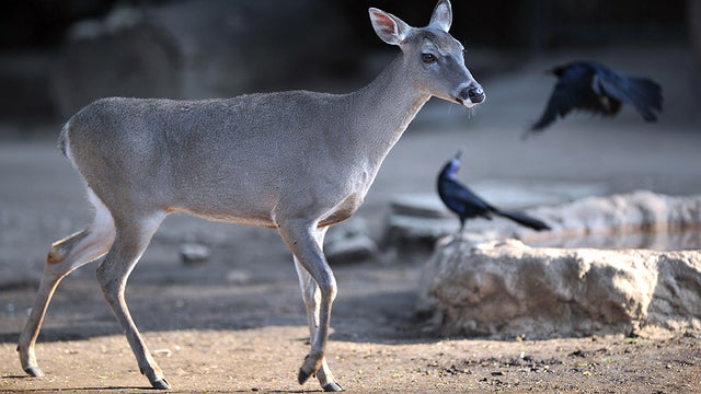 whitetaileddeer.jpg 