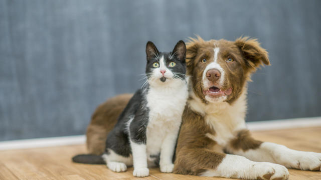 Cute cat and dog portrait 