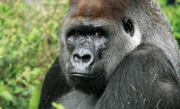 24-Year-Old Dallas Zoo Gorilla Subira Passes Away From Cardiovascular Disease 