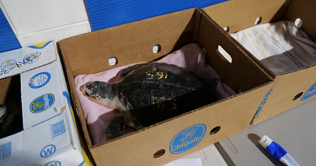 Endangered Sea Turtles Stranded On Cape Cod Released Back Into Wild ...