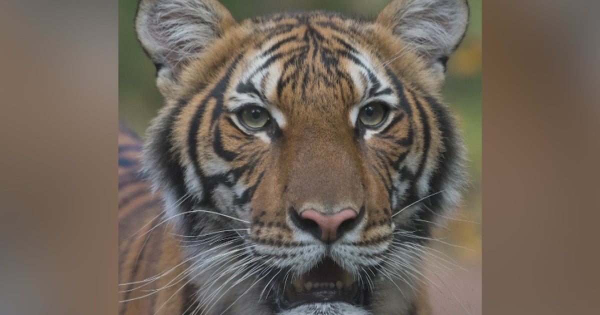 Bay Area Zoos Take Precautions After Tiger At Bronx Zoo Tests Positive 