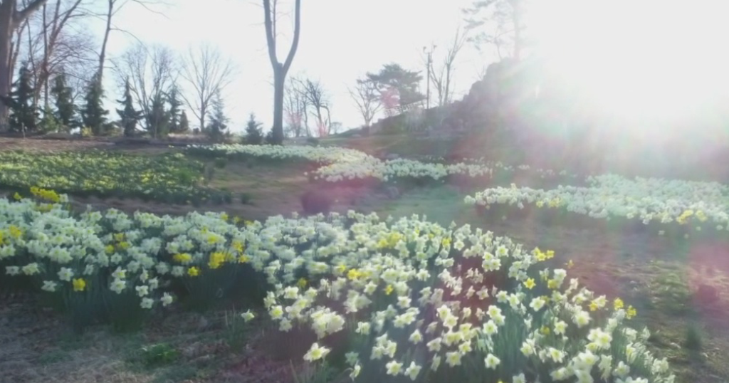Yonkers Garden Donates Thousands Of Daffodils To Hospitals And Nursing Homes CBS New York