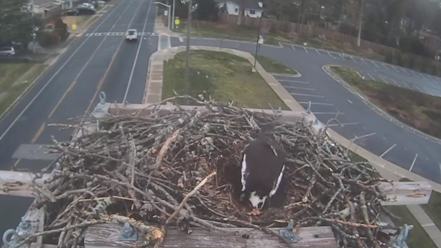 osprey.png 