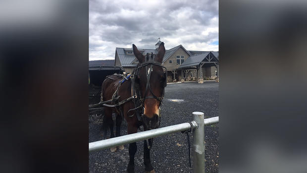 Amish testing site 