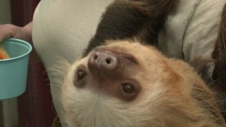 sloth-.jpg 
