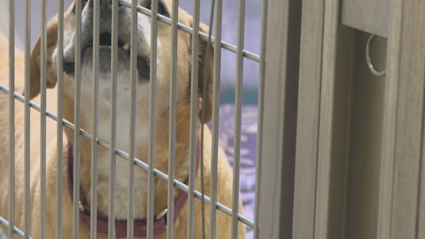 AT HOME DOG BITES 6PKG.transfer_frame_1840 