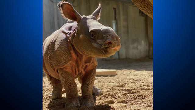 baby-rhino-denver-zoo-featured.jpg 