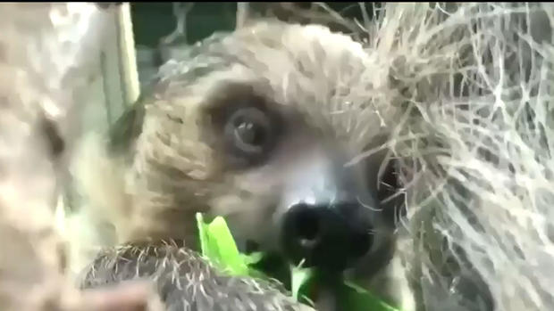 sloth.jpg 