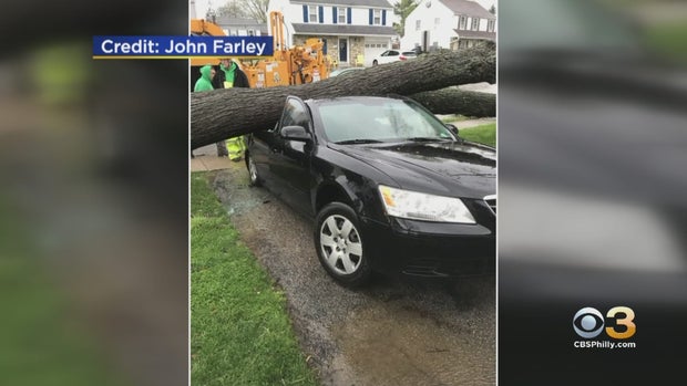 delaware county tree on car 