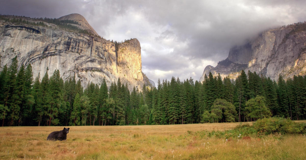 Yosemite National Park is closed to visitors. Now bears are