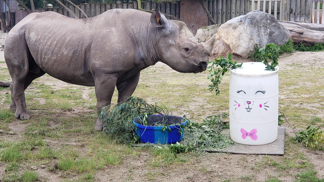 SFZoo_Boone_blackrhinoEaster.png 