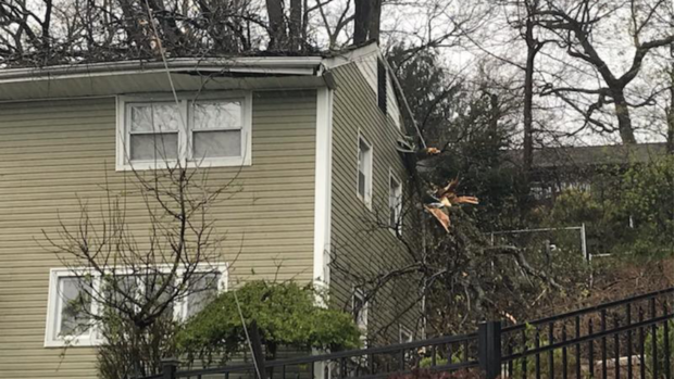 Tree on house in Cresskill, N.J. 