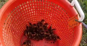 12 Ducklings Rescued From Storm Drain By Maryland DNR Officer, AACO ...
