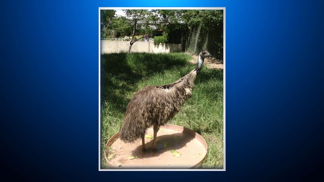 Ralph-the-Emu.jpg 