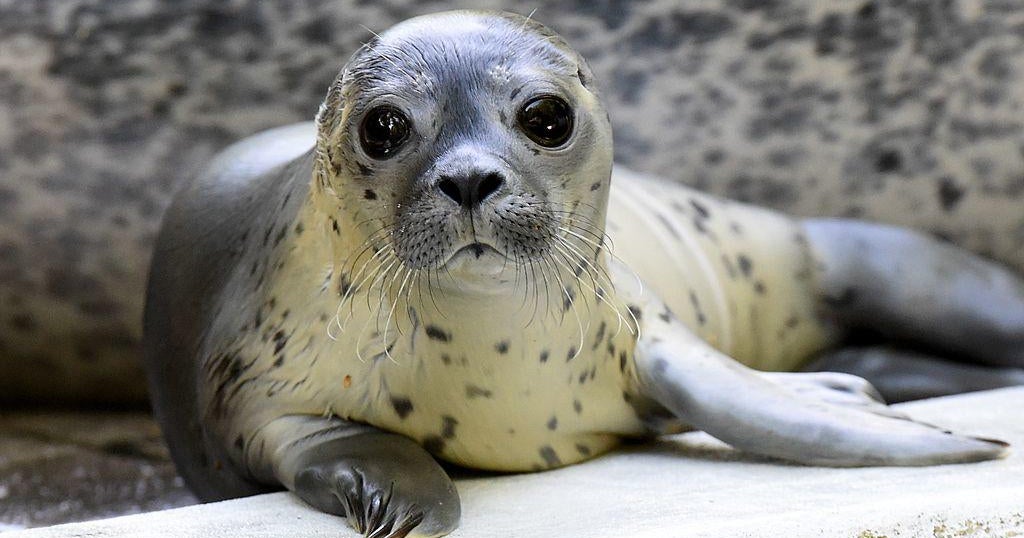 German zoo says it may have to "slaughter animals to feed other animals