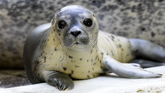 GERMANY-ANIMAL-FBL-WC-2014-FEATURE-SEAL 